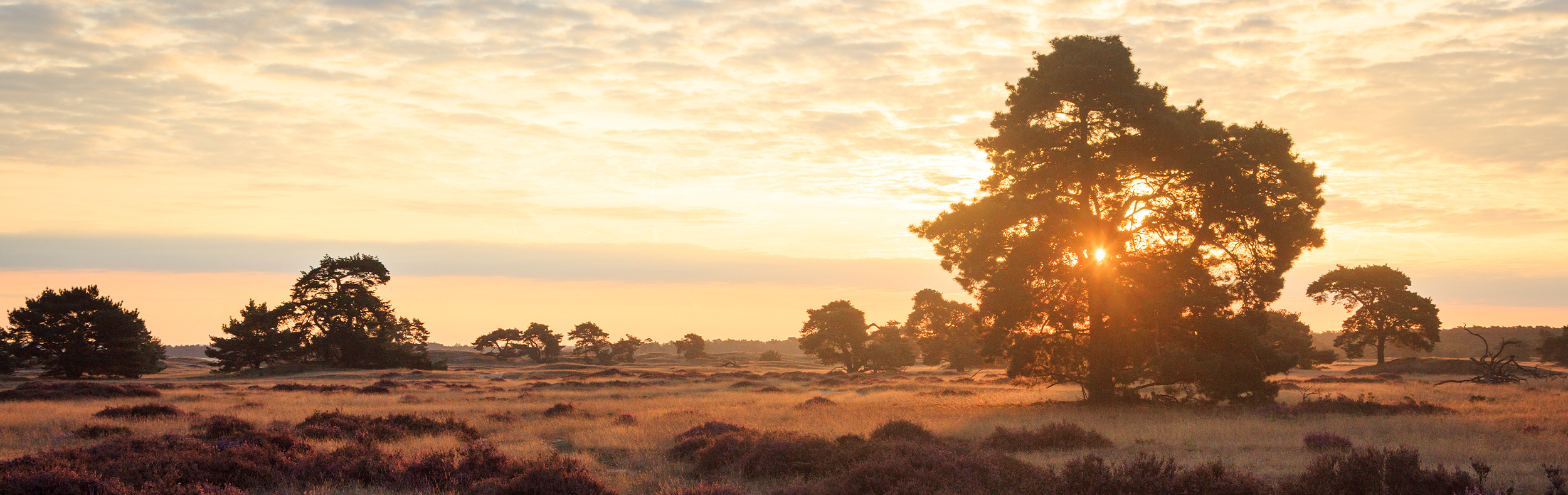 Experience and discover the Veluwe