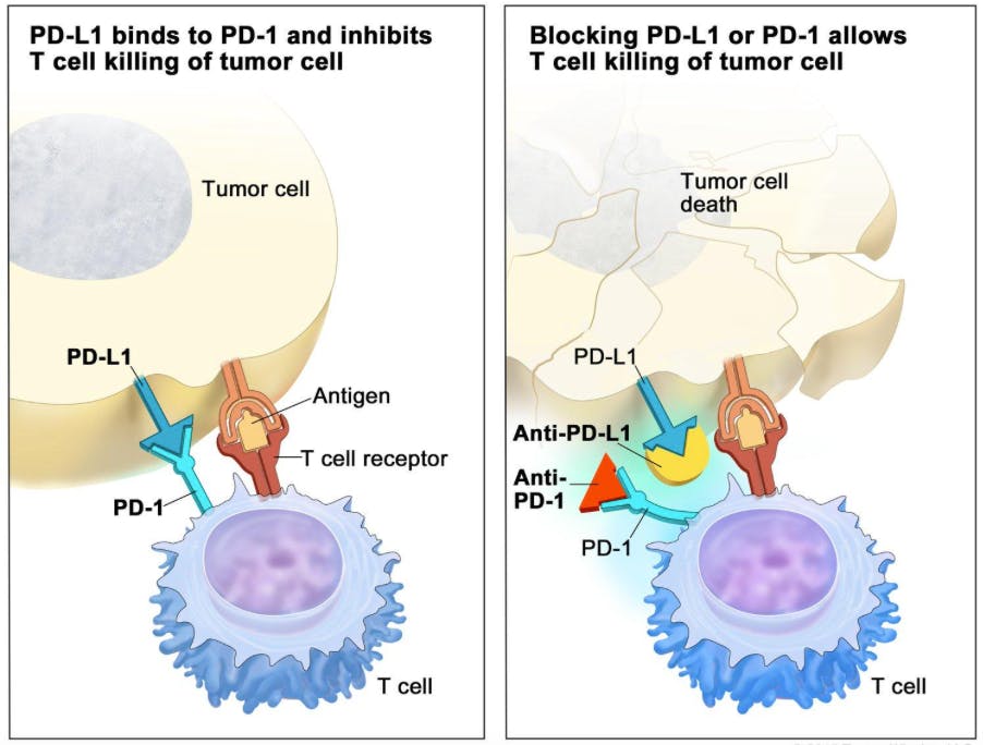interaction between PD-1 and PD-L1