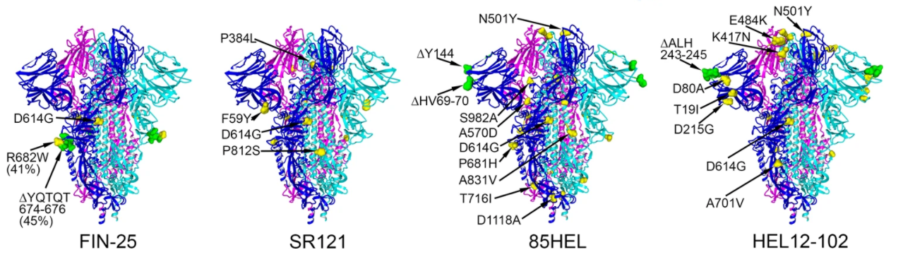 protein structures of spike protein variants fin-25 sr121 85HEL and HEL12-102