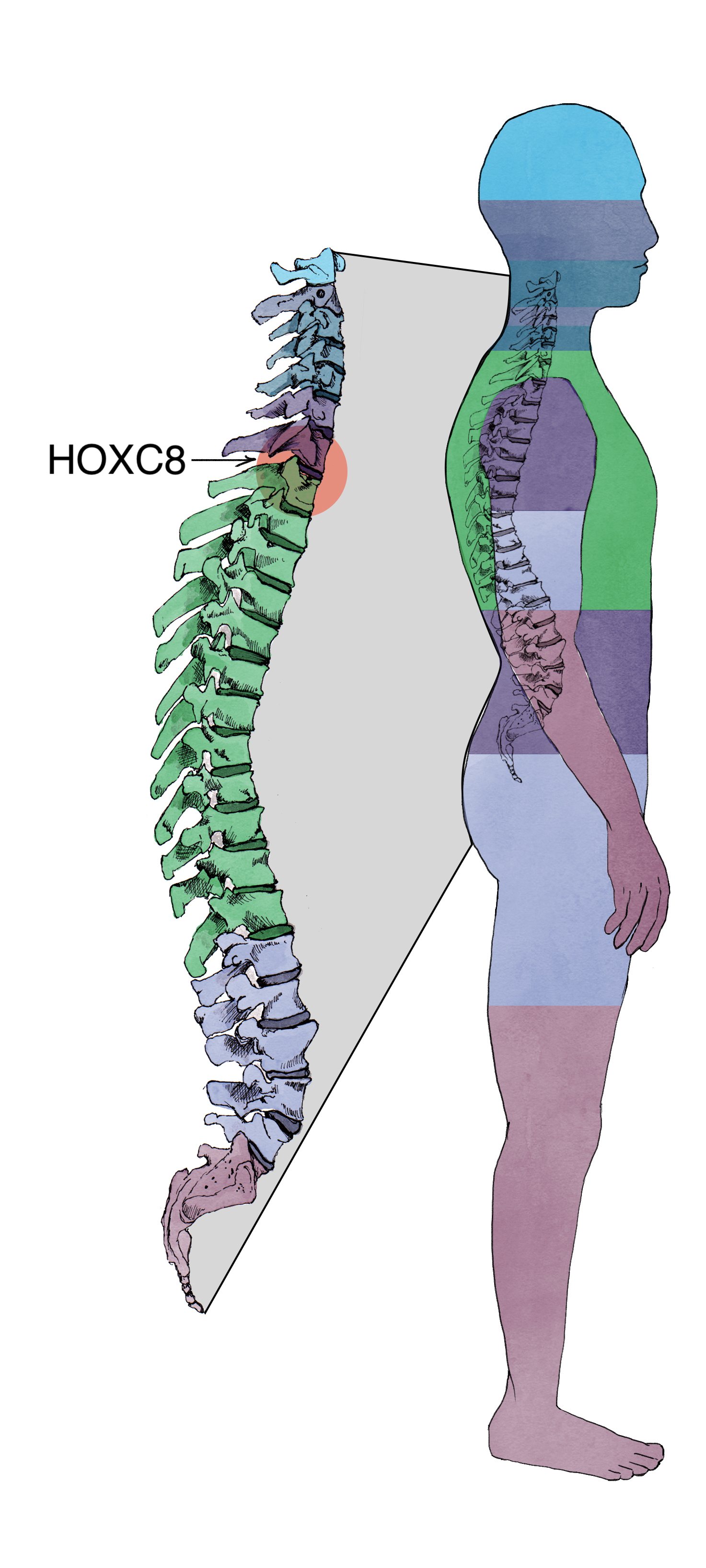 graphic of spinal cord and HOX expression plot