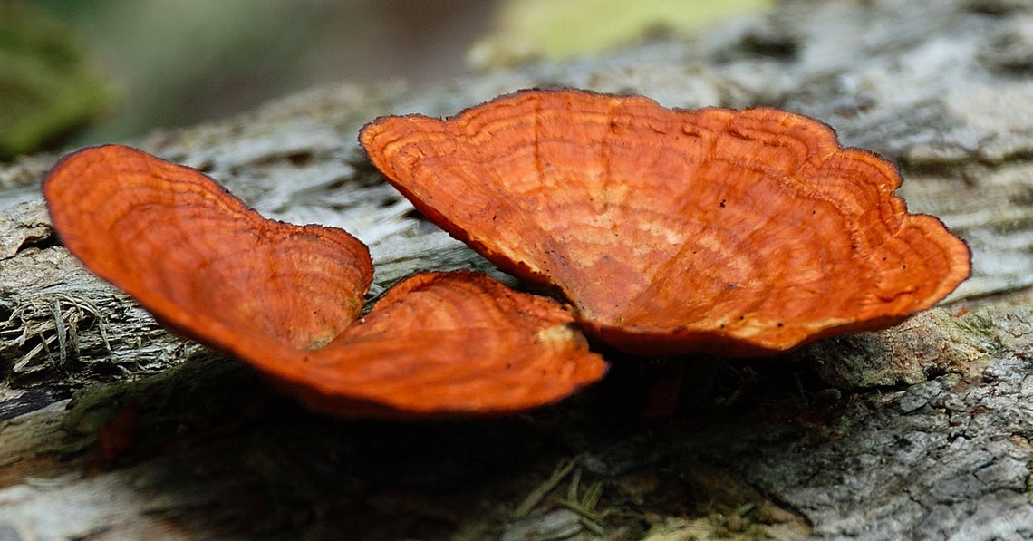 turkey tail mushroom