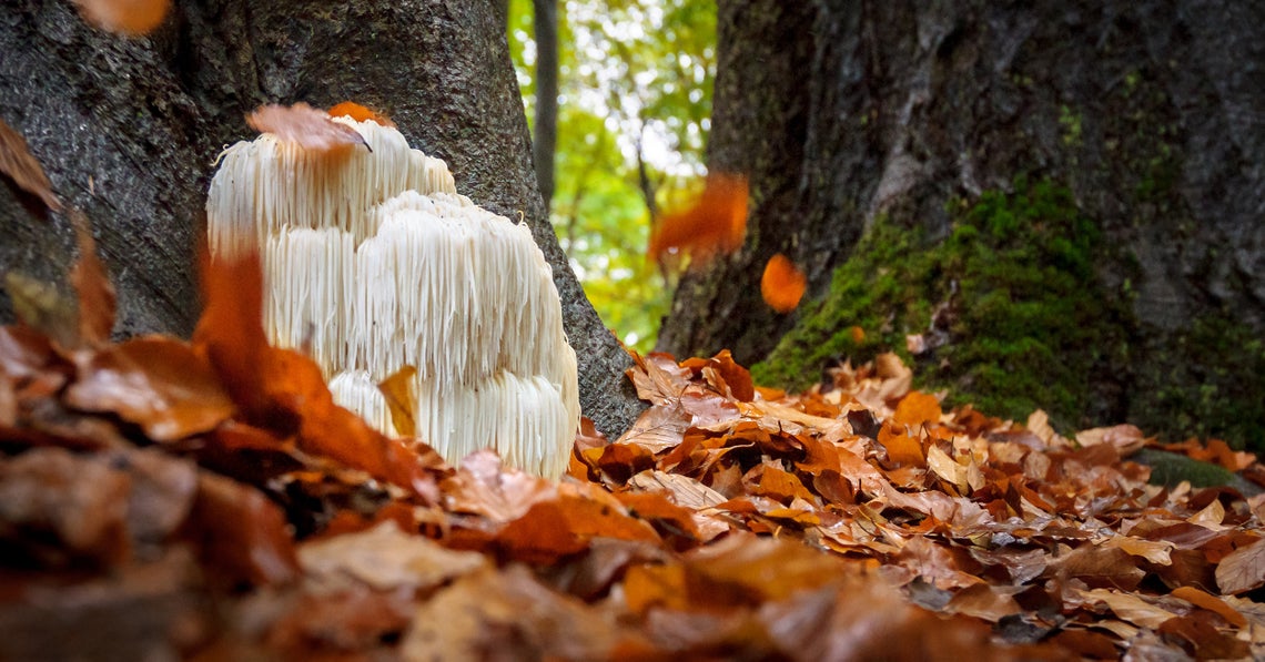 lion's mane mushroom growing in the wild