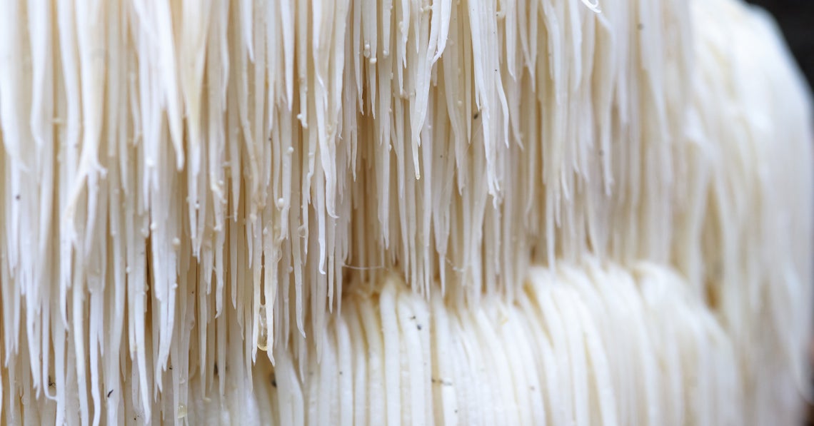 lion's mane mushroom