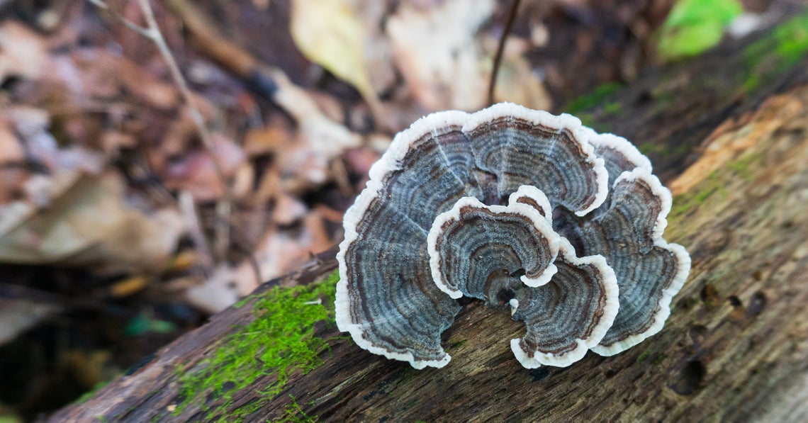 turkey tail mushroom