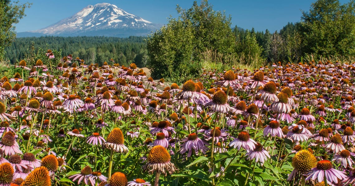 echinacea field