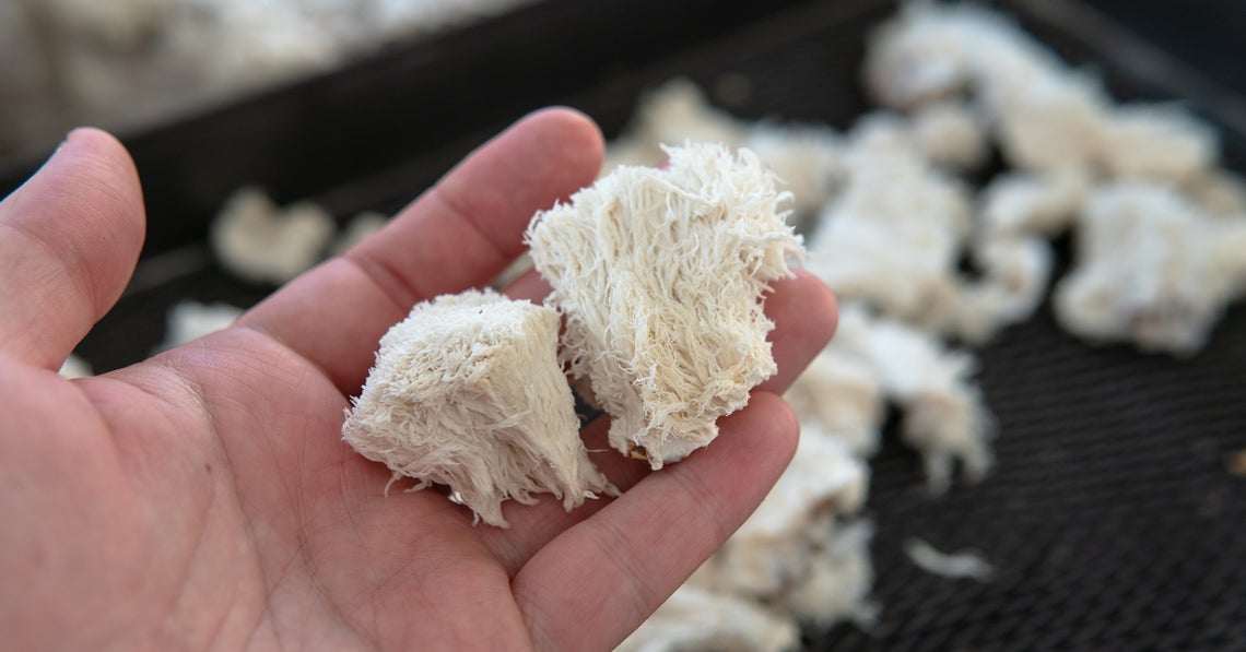 lion's mane mushroom