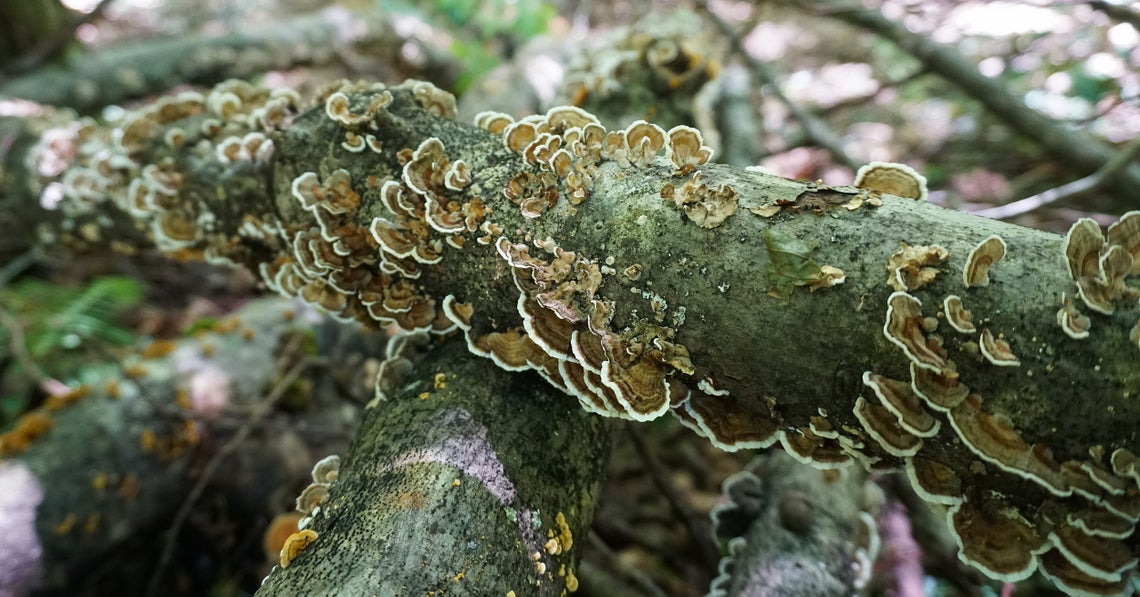 turkey tail mushroom