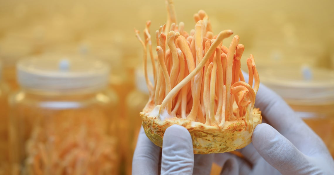 cordyceps mushroom in scientist hand in a mushroom farm