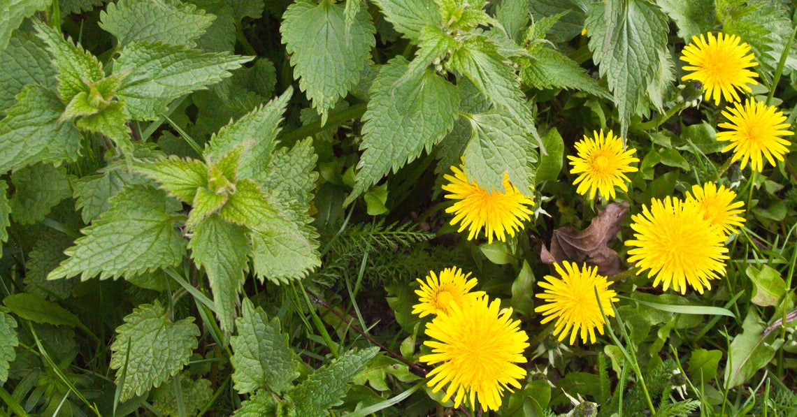 nettles and dandelions