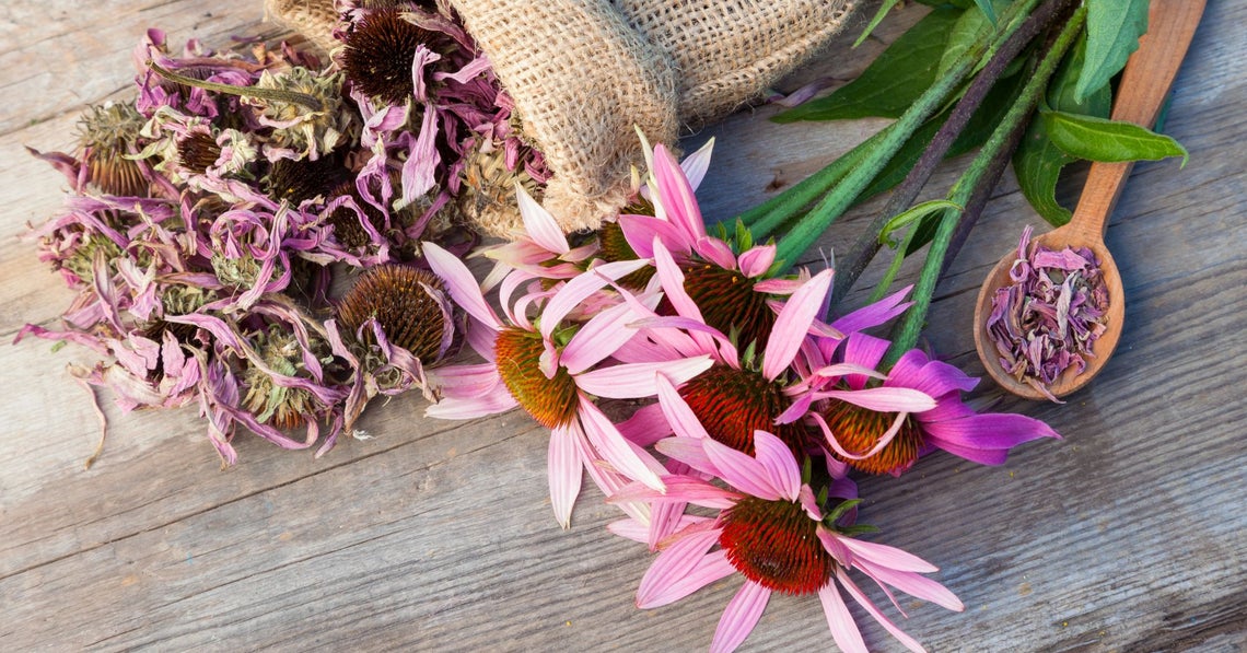 fresh echinacea flowers with dried ones