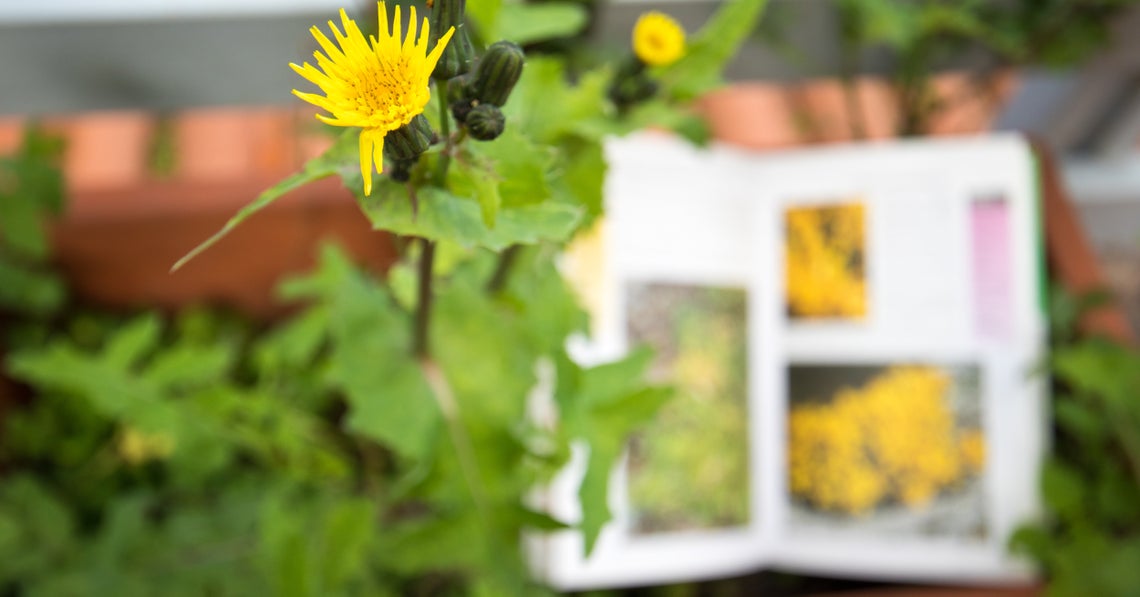 a close up of a plant with a guide to plants in the blurry background