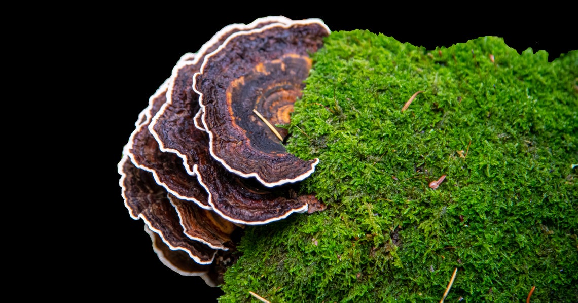 turkey tail mushroom