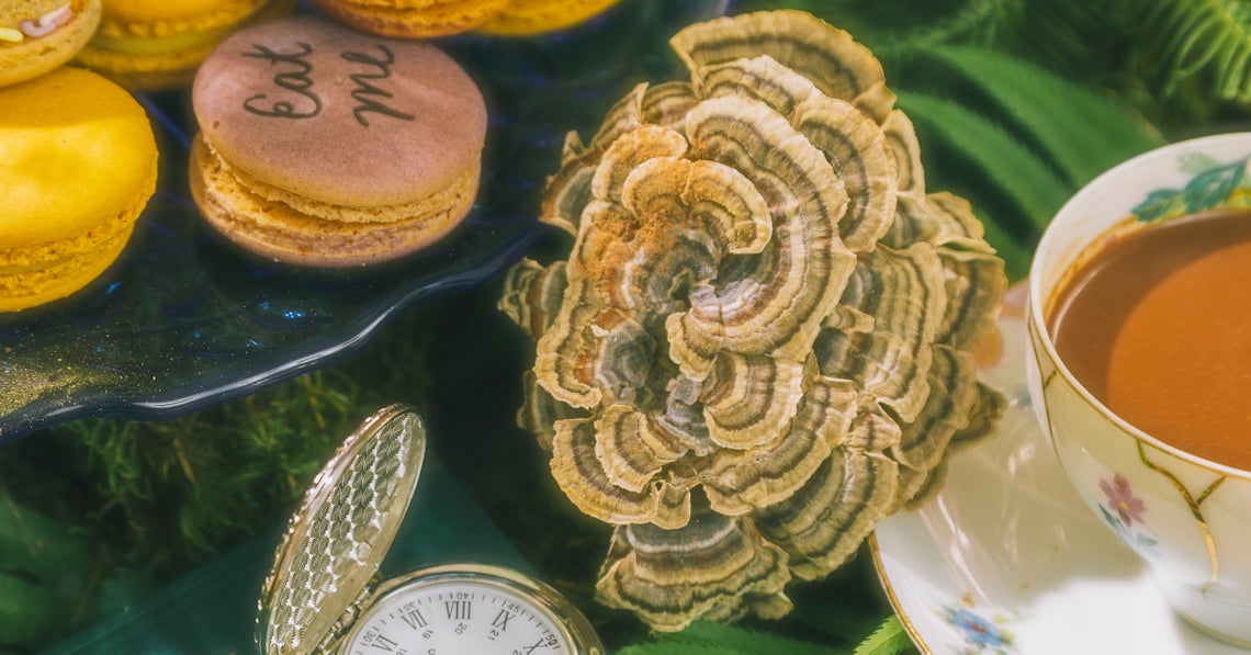 turkey tail mushroom next to a cup with Beyond Brew