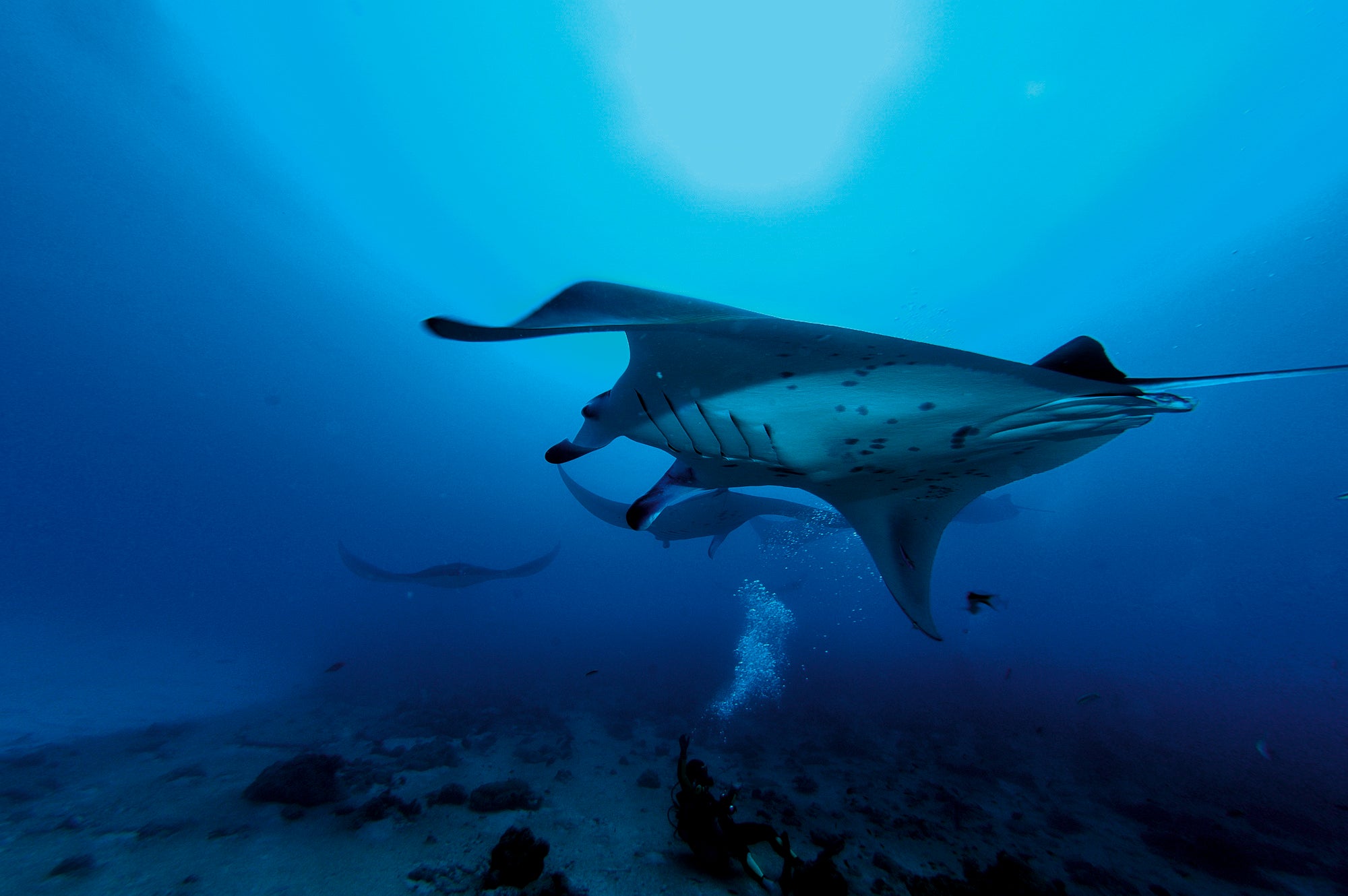 Constance-Moofushi-Diving-6_HD.jpg