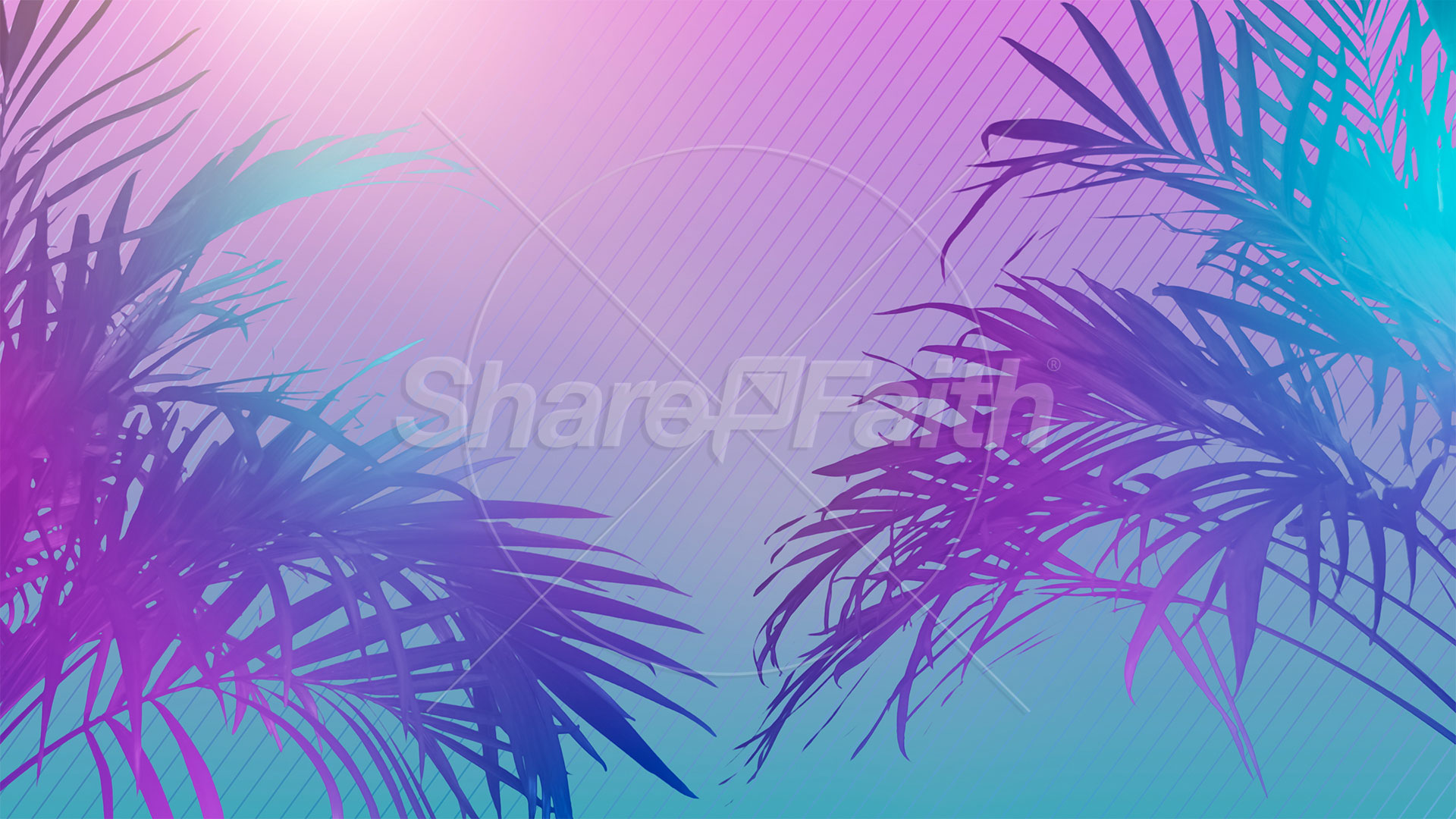 Sun Palms Collection: 4