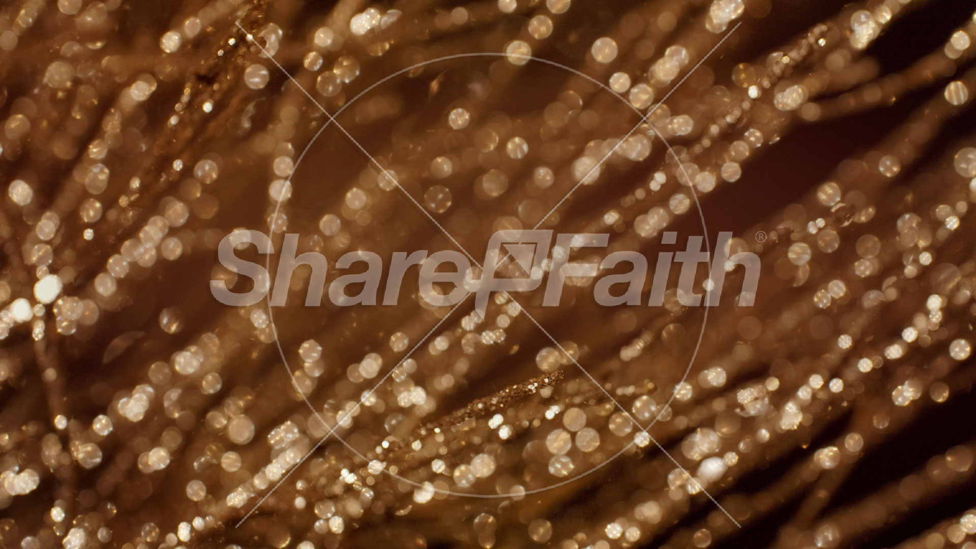 Christmas Gold 14 – Still