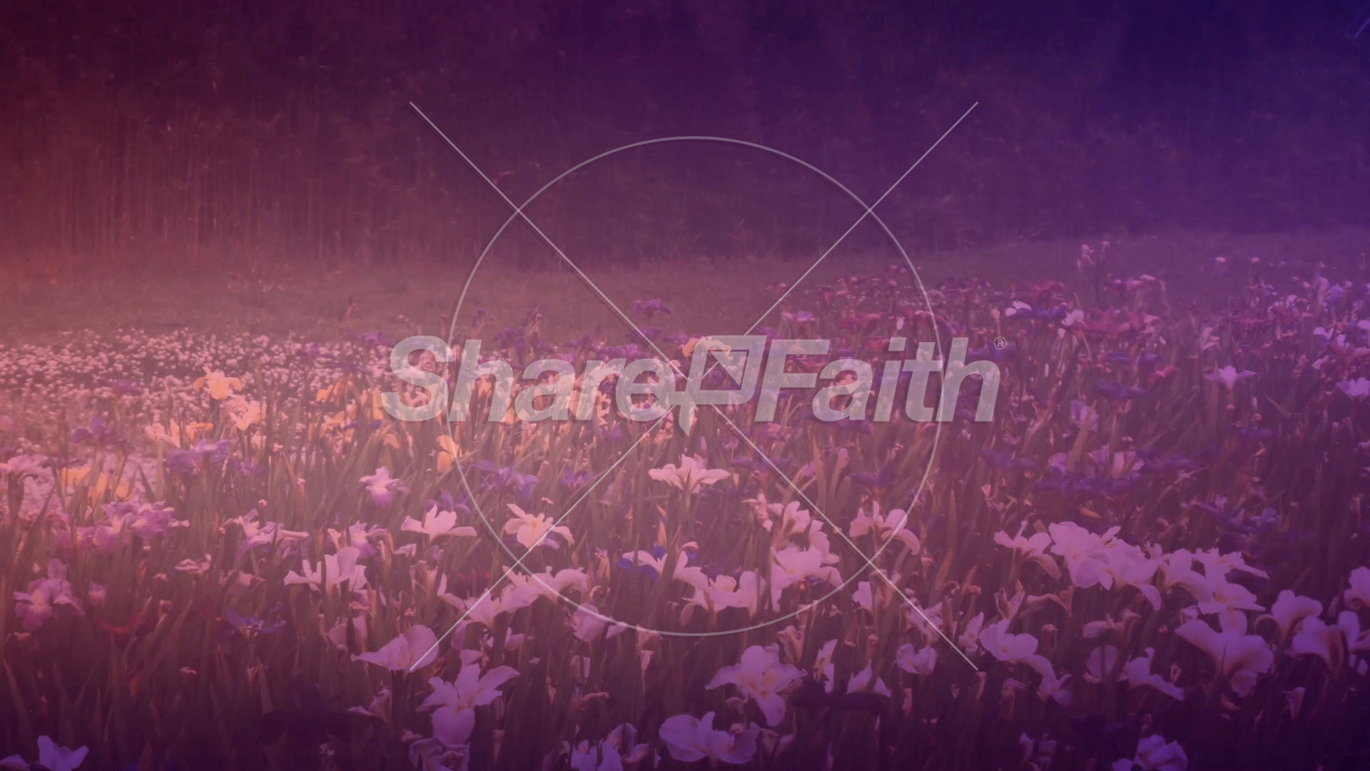 Wildflower Collection: 6