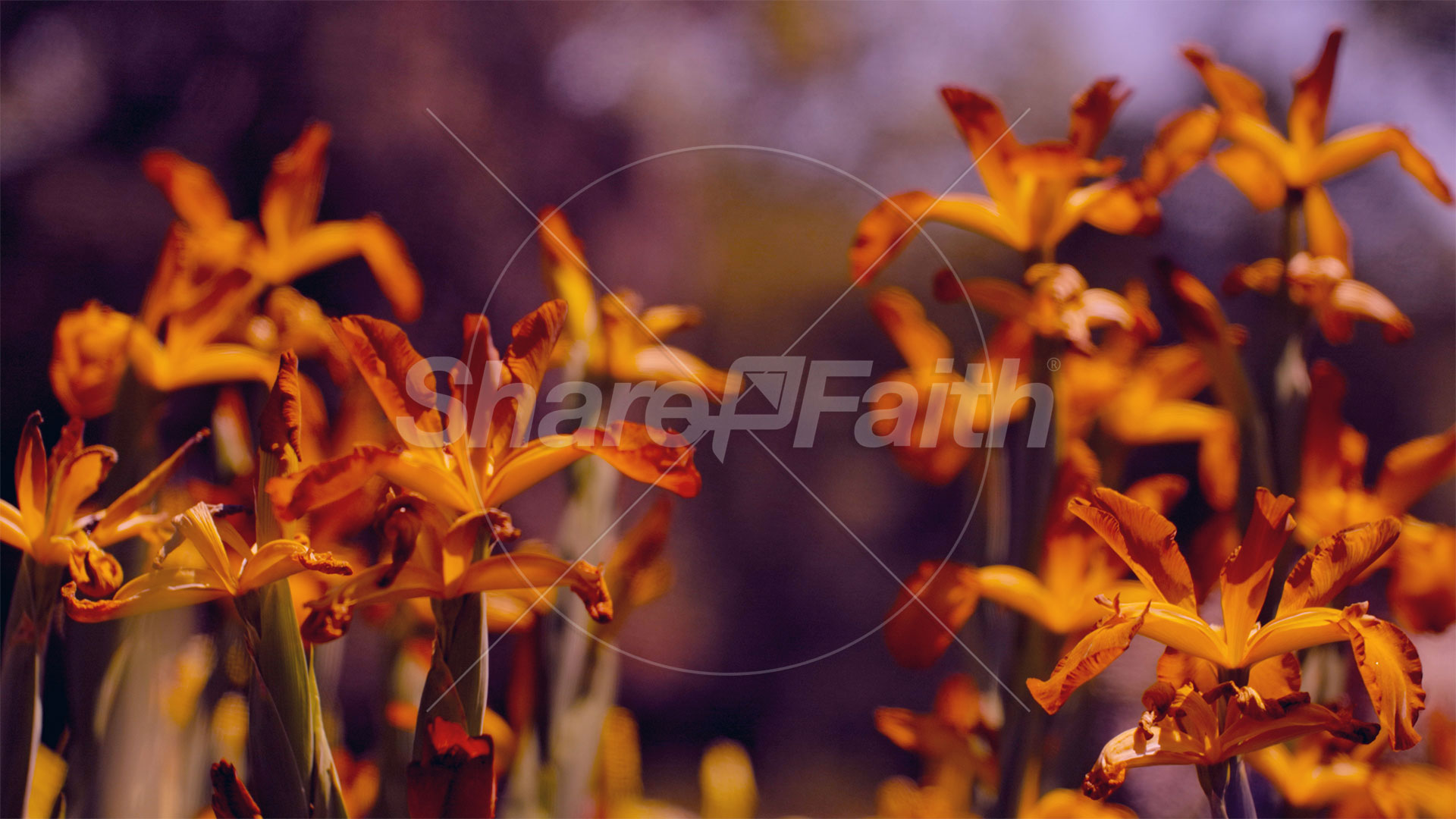 Mother’s Day Garden: 6