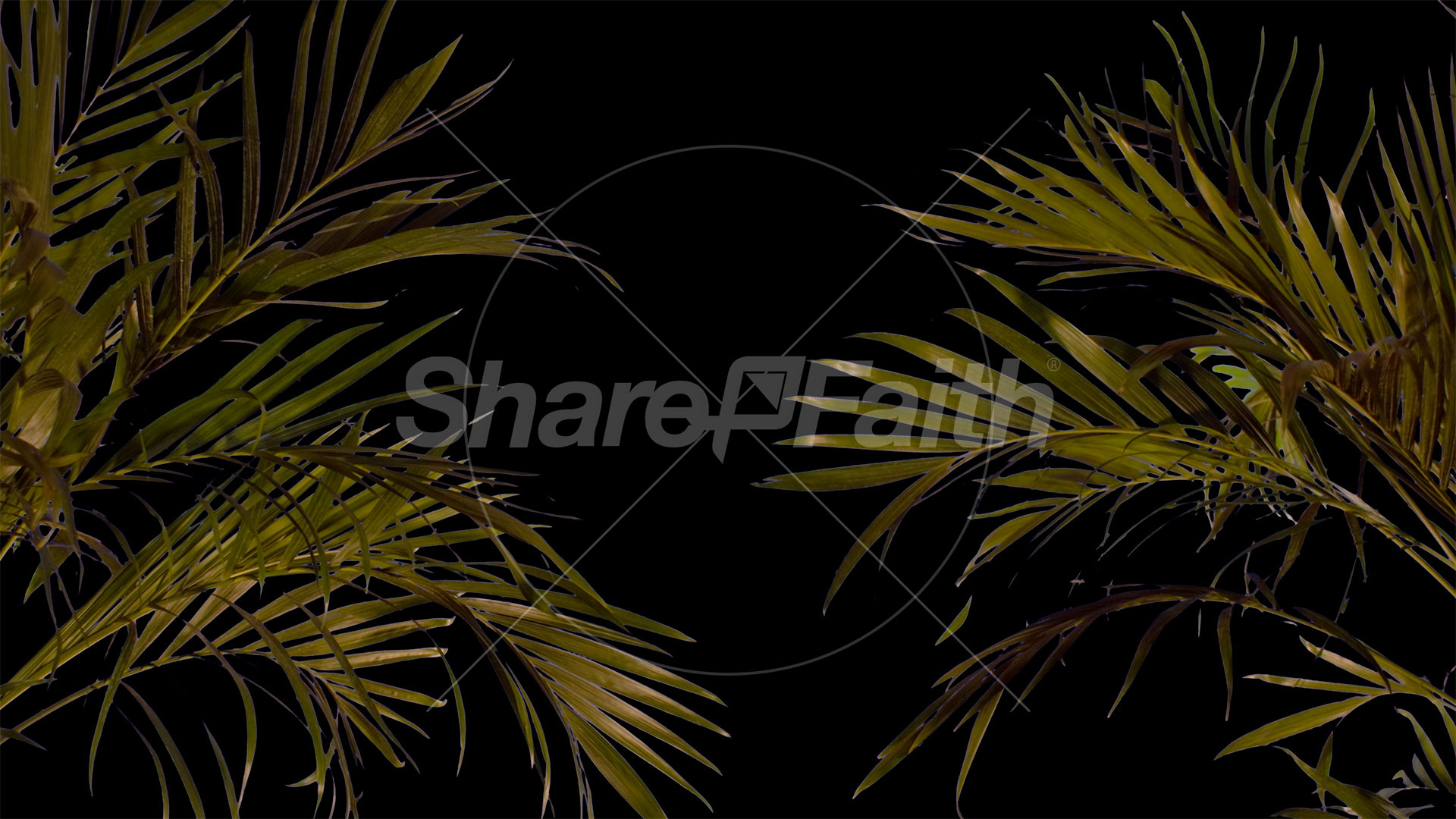 Sun Palms Collection: 15