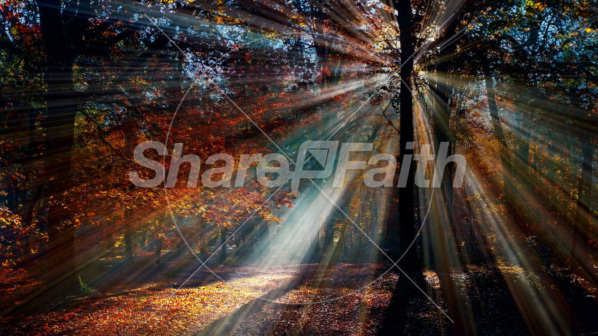Autumn Light Collection: Autumn Light 12 Still