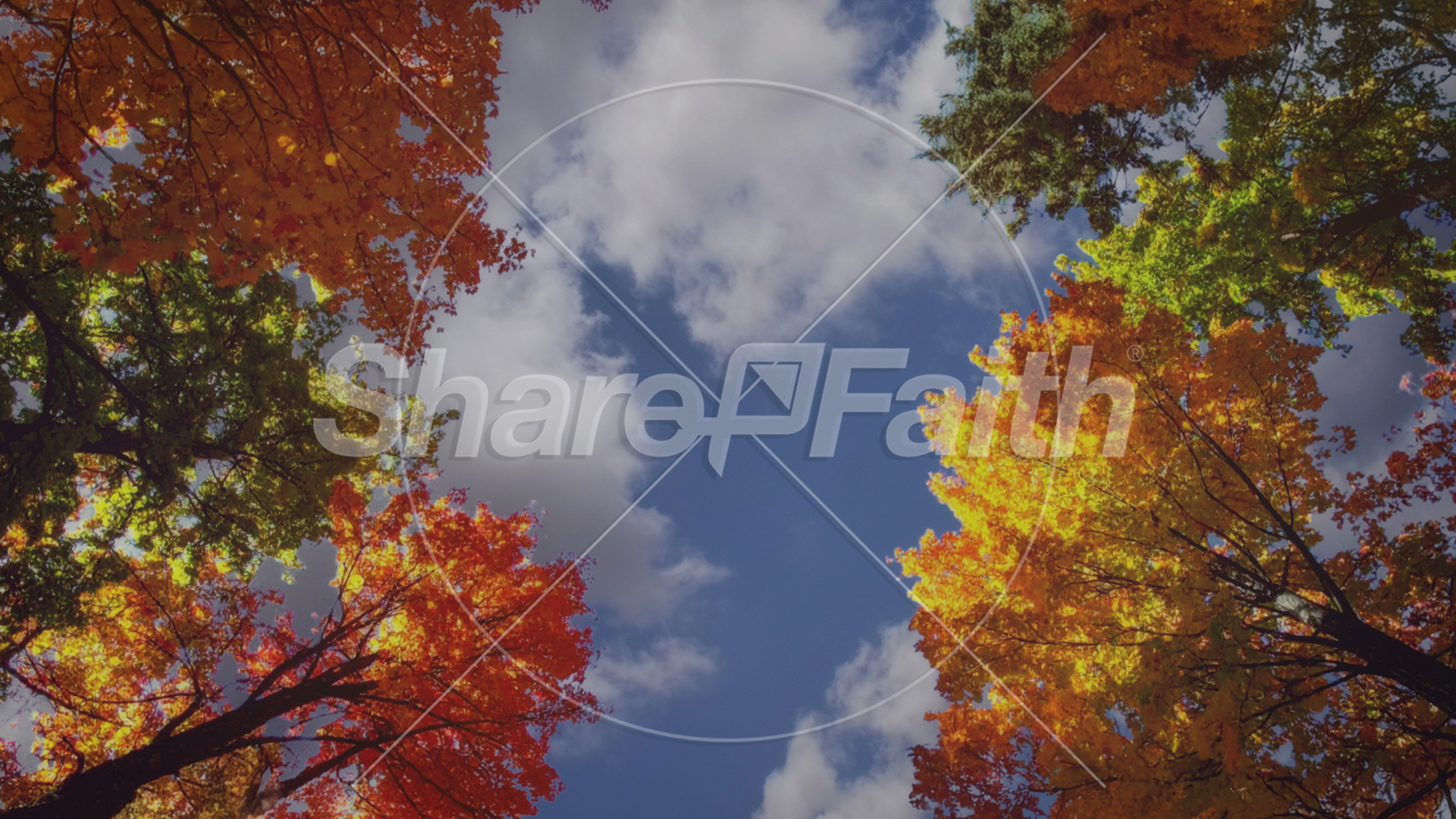 Fall Trees Collection: Fall Trees 6 Still