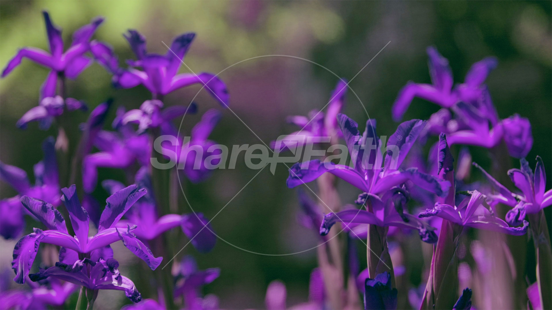 Mother’s Day Garden: 1