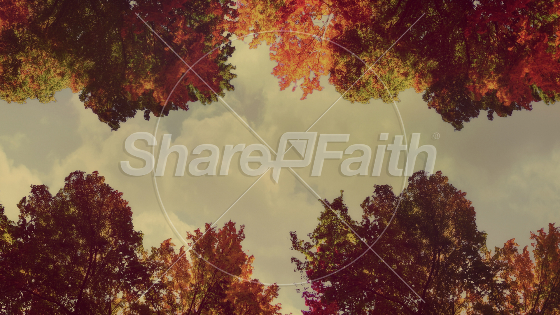 Fall Trees Collection: Fall Trees 7 Still