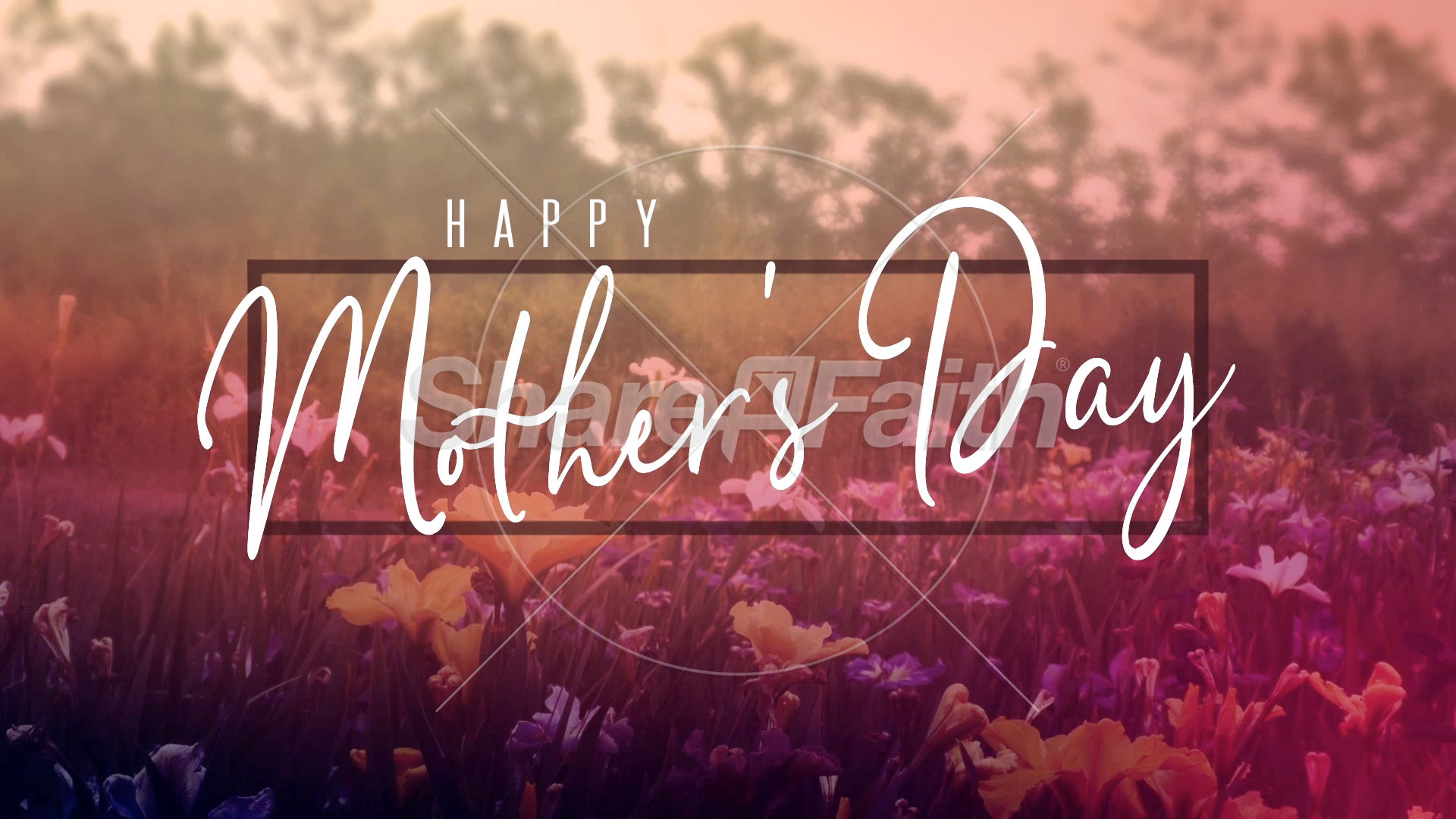 Wildflower Collection: Mothers Day