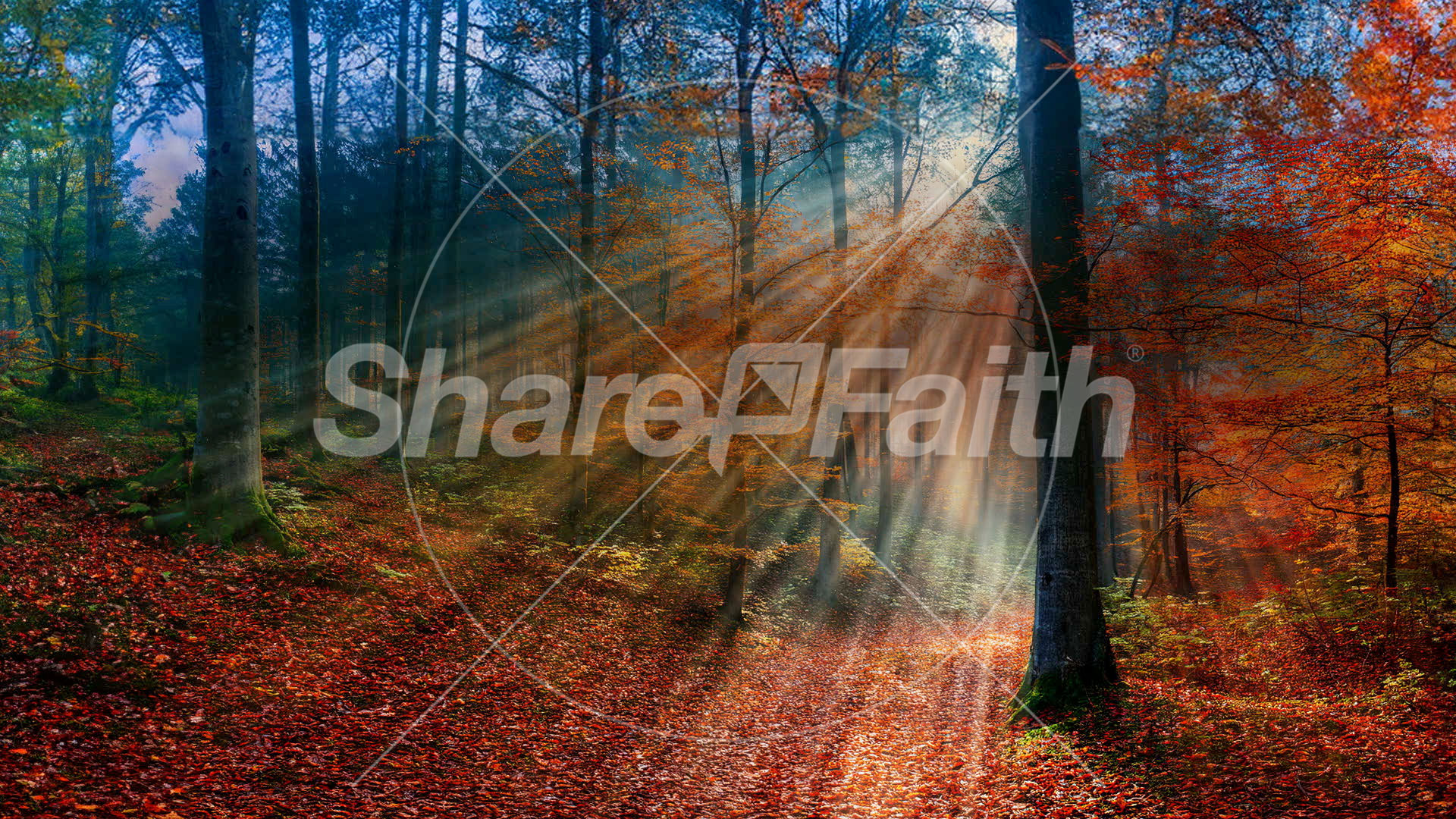 Autumn Light Collection: Autumn Light 19 Still