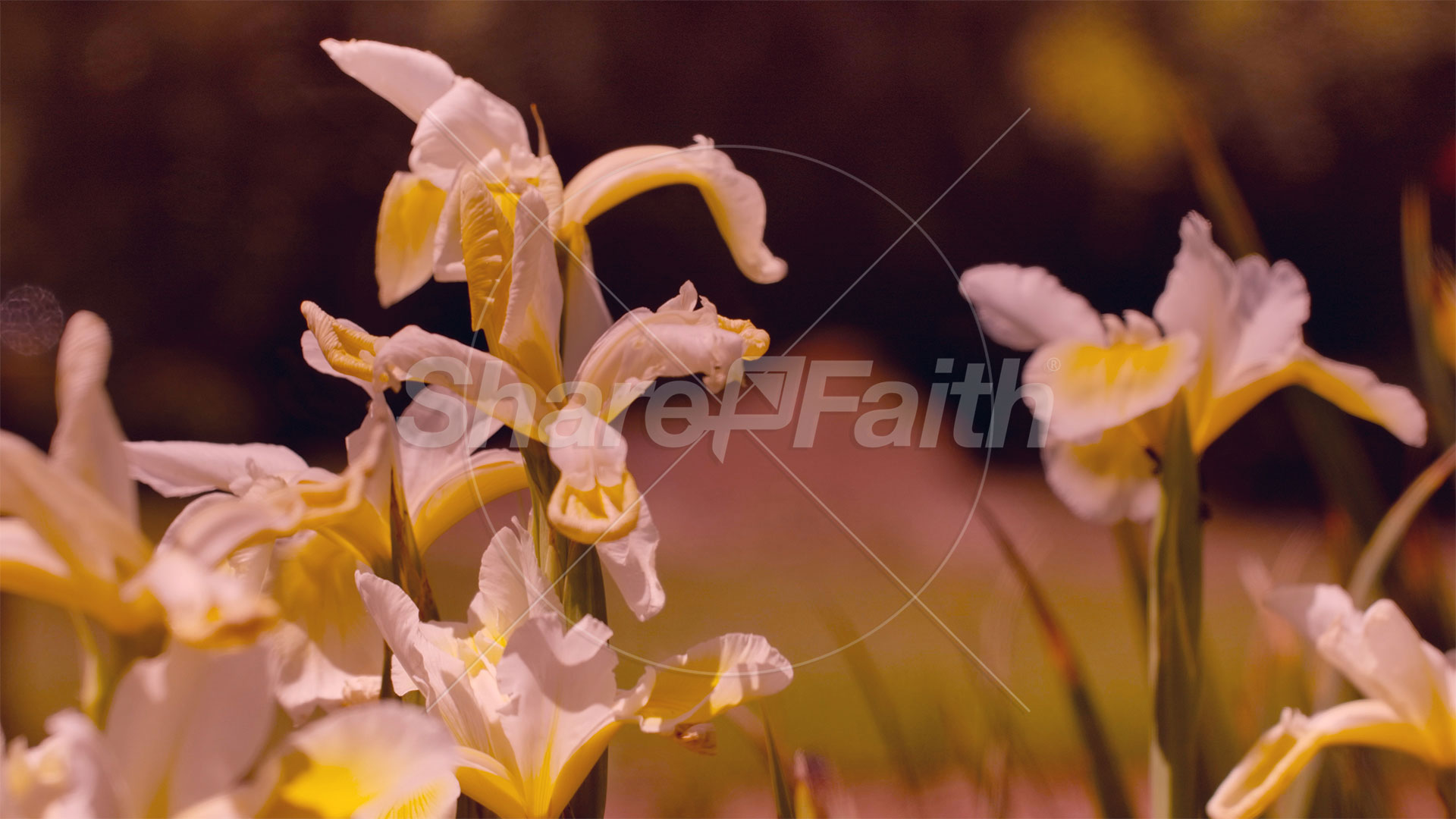 Mother’s Day Garden: 4