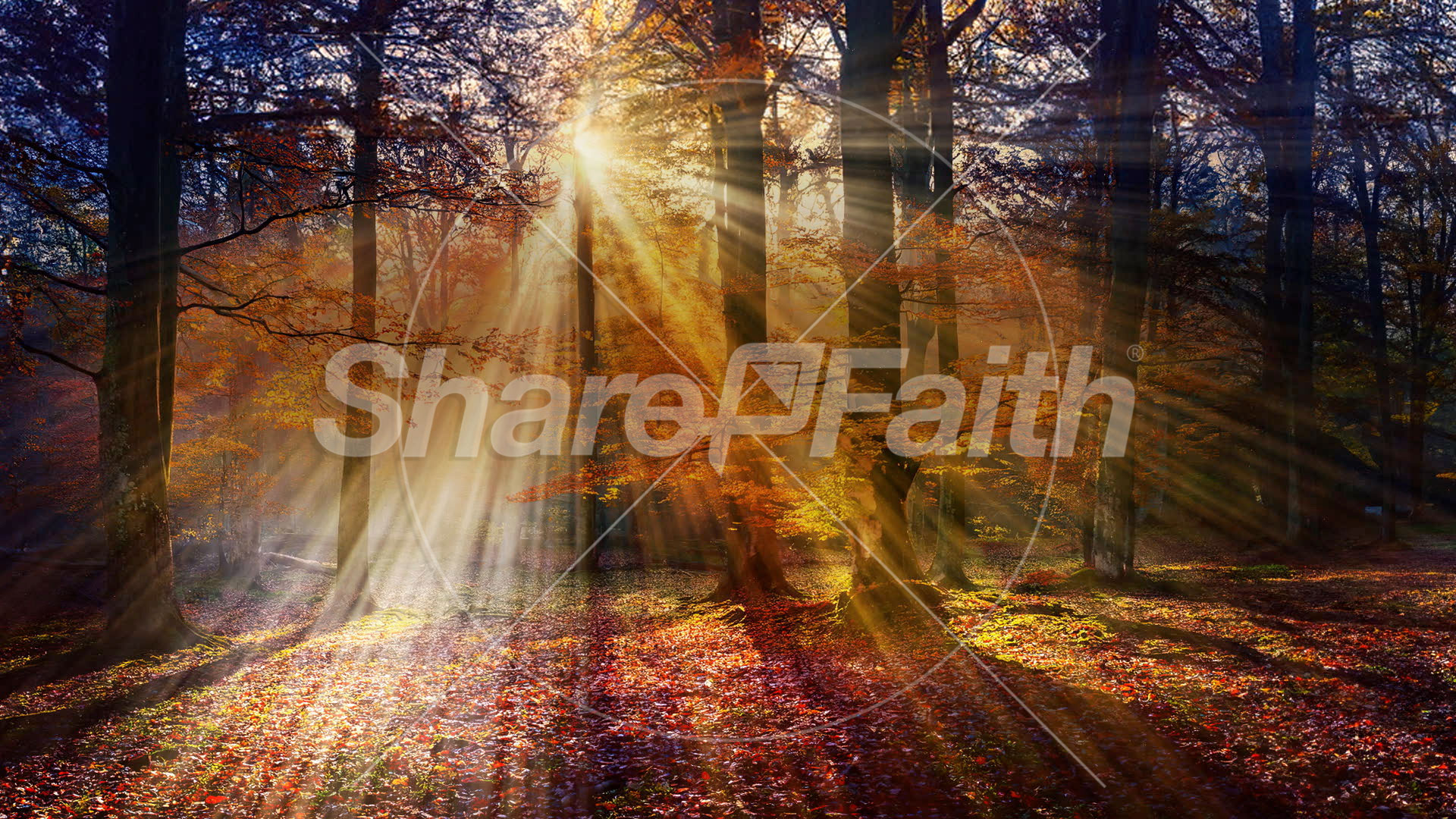 Autumn Light Collection: Autumn Light 13 Still