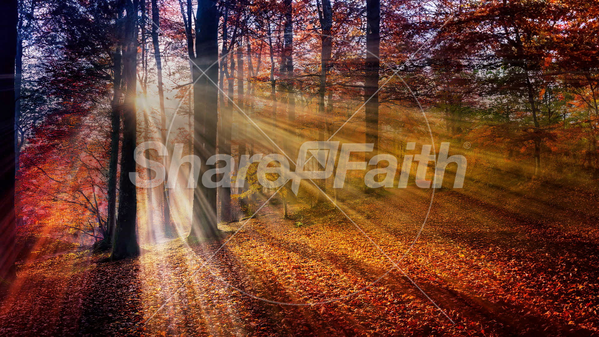 Autumn Light Collection: Autumn Light 8 Still