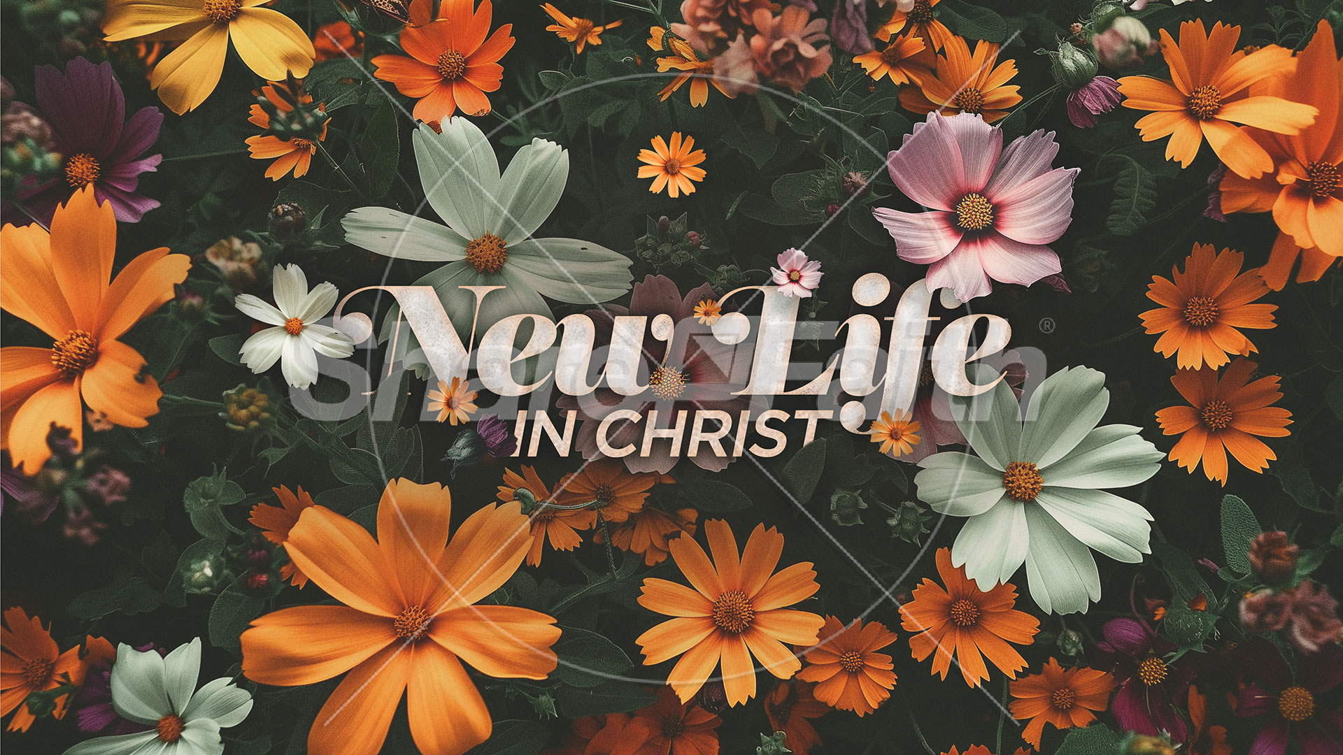 New Life in Christ: Social Media Graphics