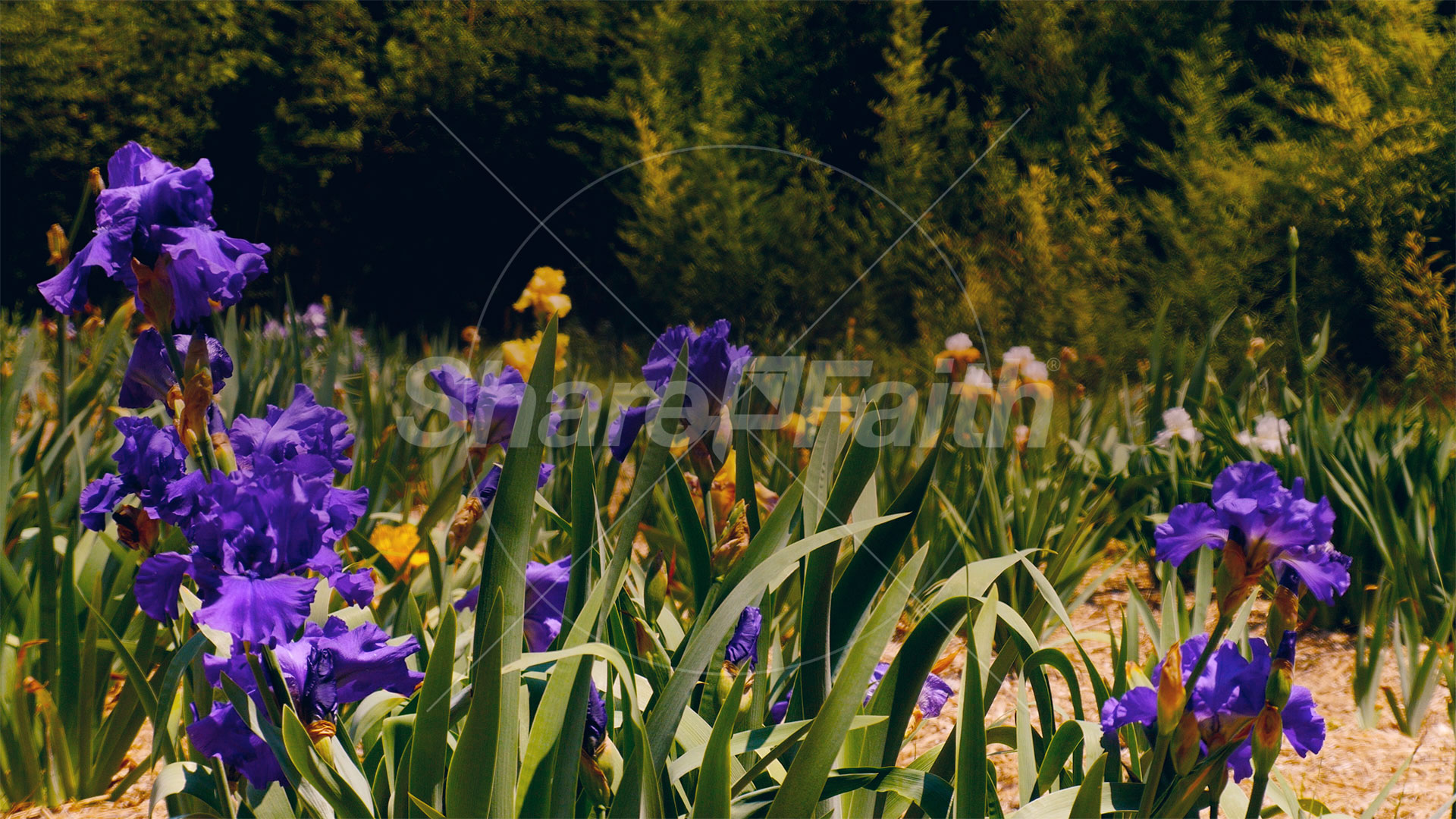 Mother’s Day Garden: 12