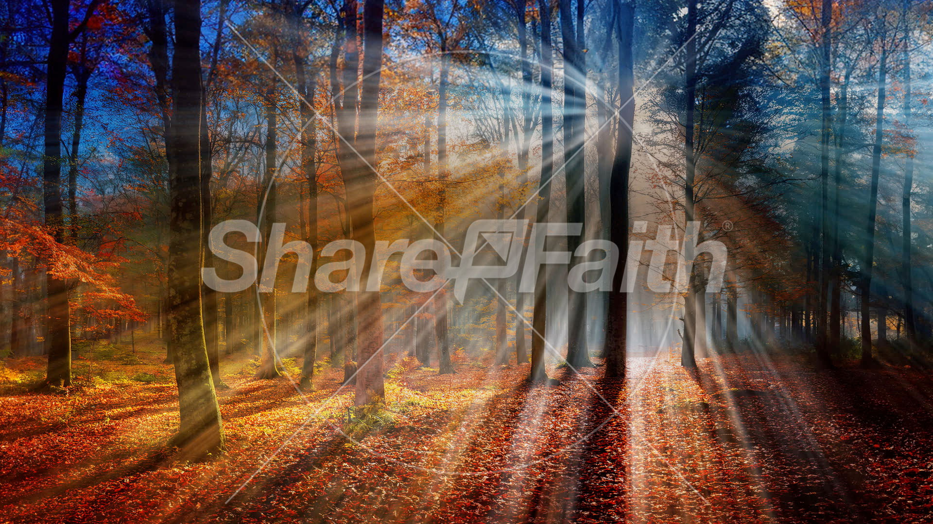 Autumn Light Collection: Autumn Light 10 Still
