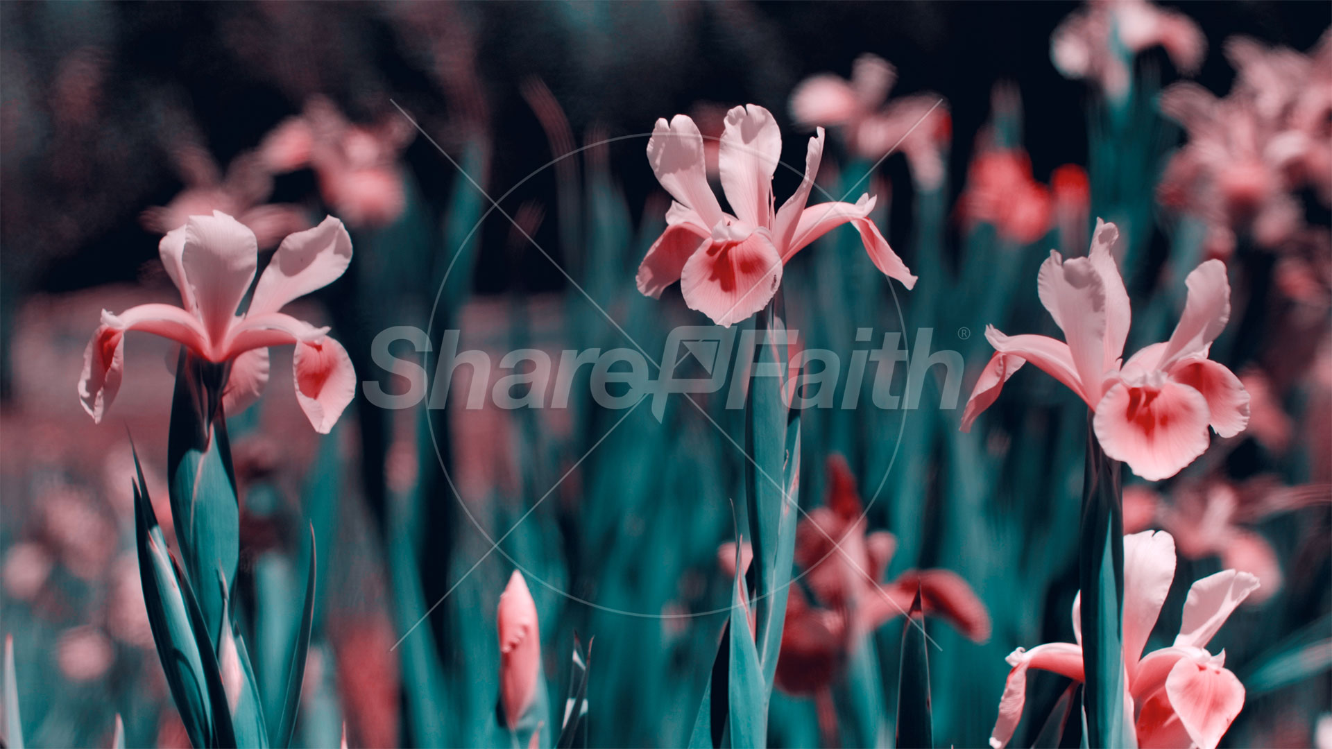 Mother’s Day Garden: 2