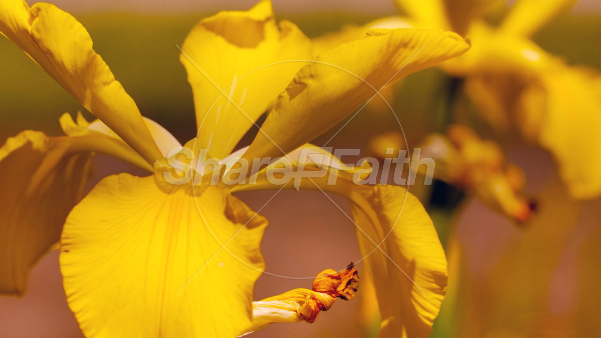 Mother’s Day Garden: 8