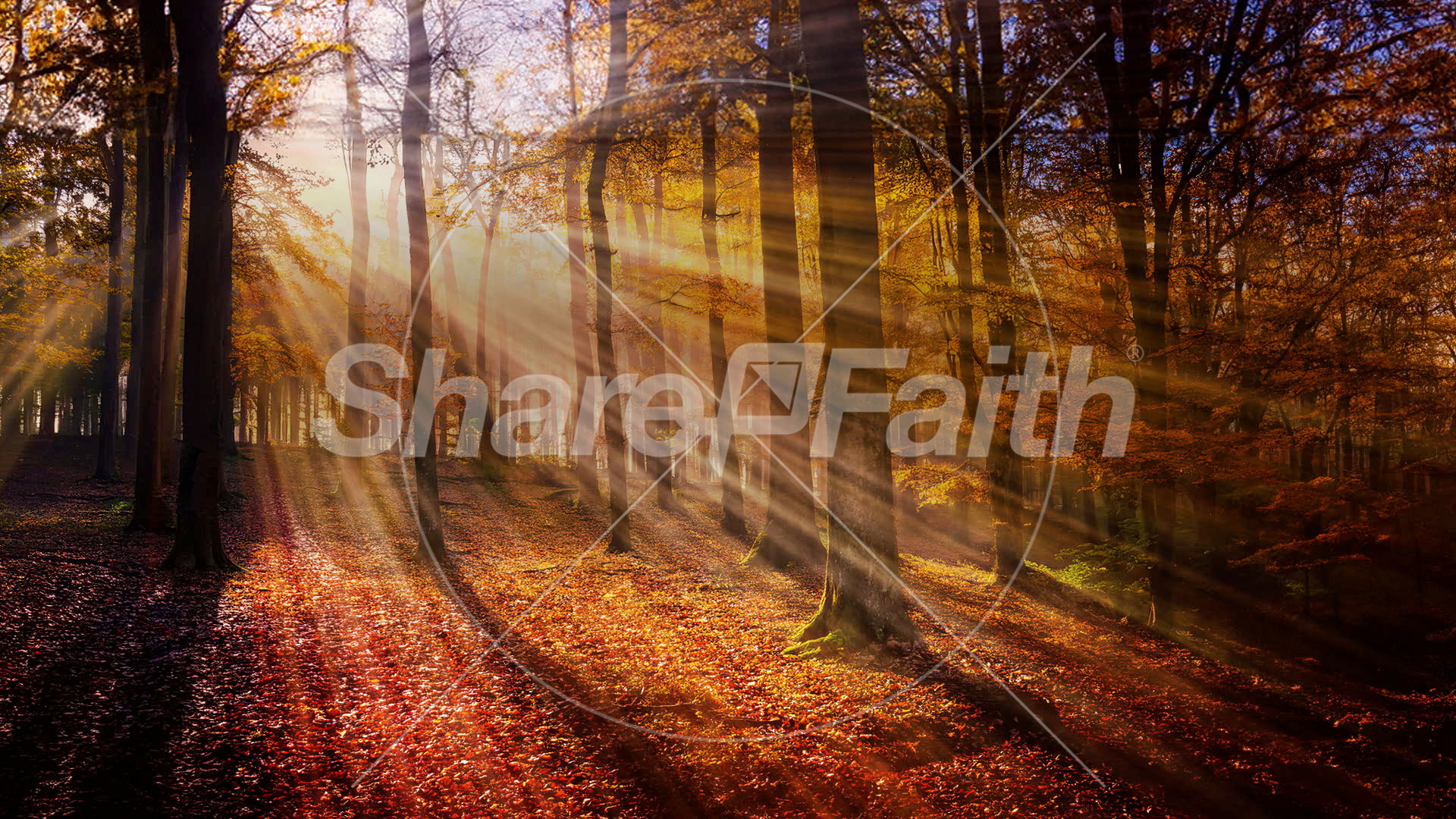 Autumn Light Collection: Autumn Light 3 Still