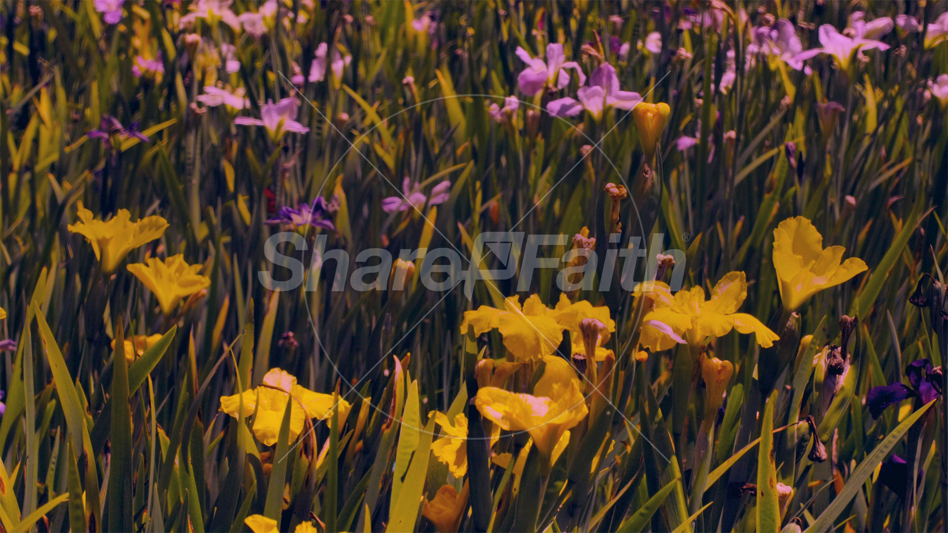 Mother’s Day Garden: 5