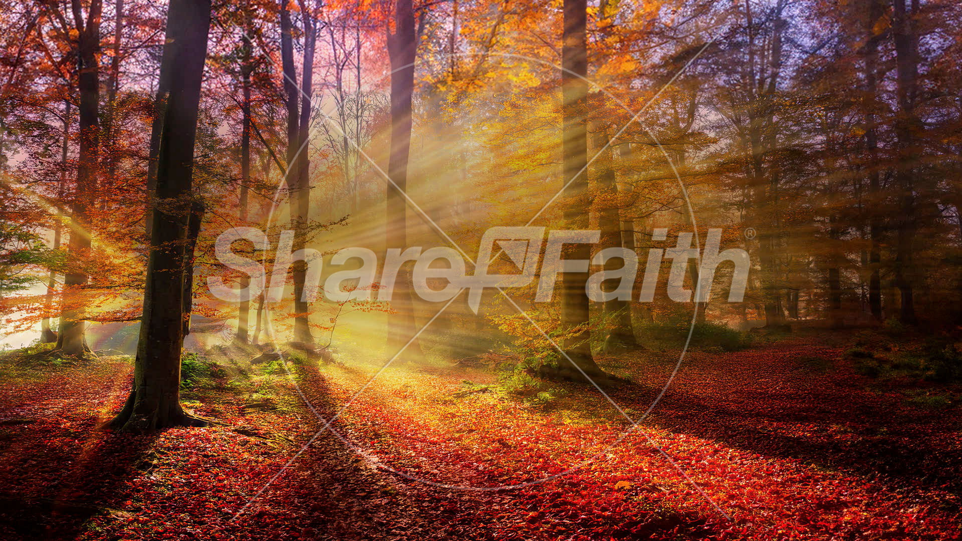 Autumn Light Collection: Autumn Light 20 Still