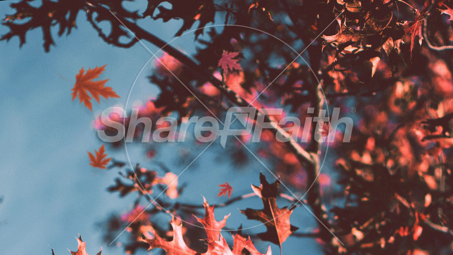 Gratitude Attitude: Title Graphic