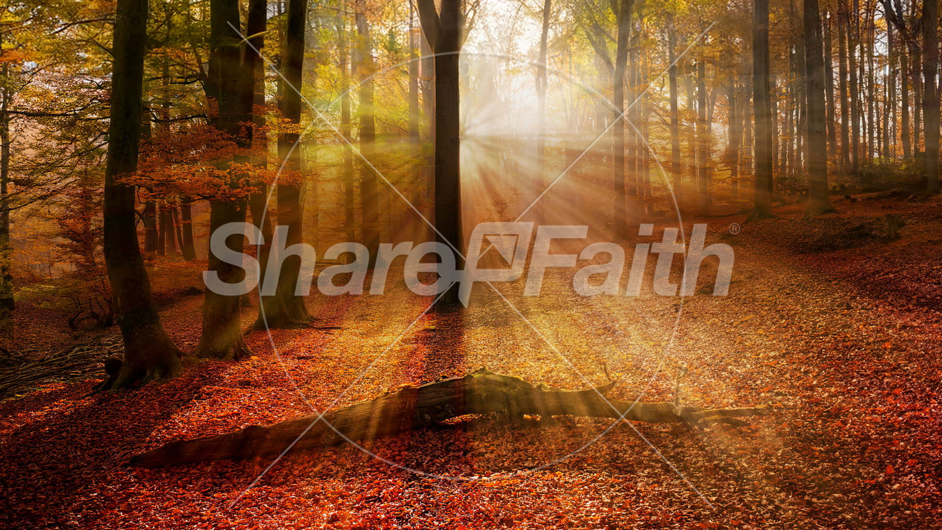 Autumn Light Collection: Autumn Light 18 Still