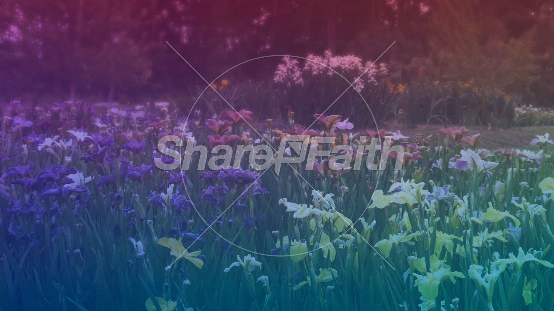 Wildflower Collection: 7