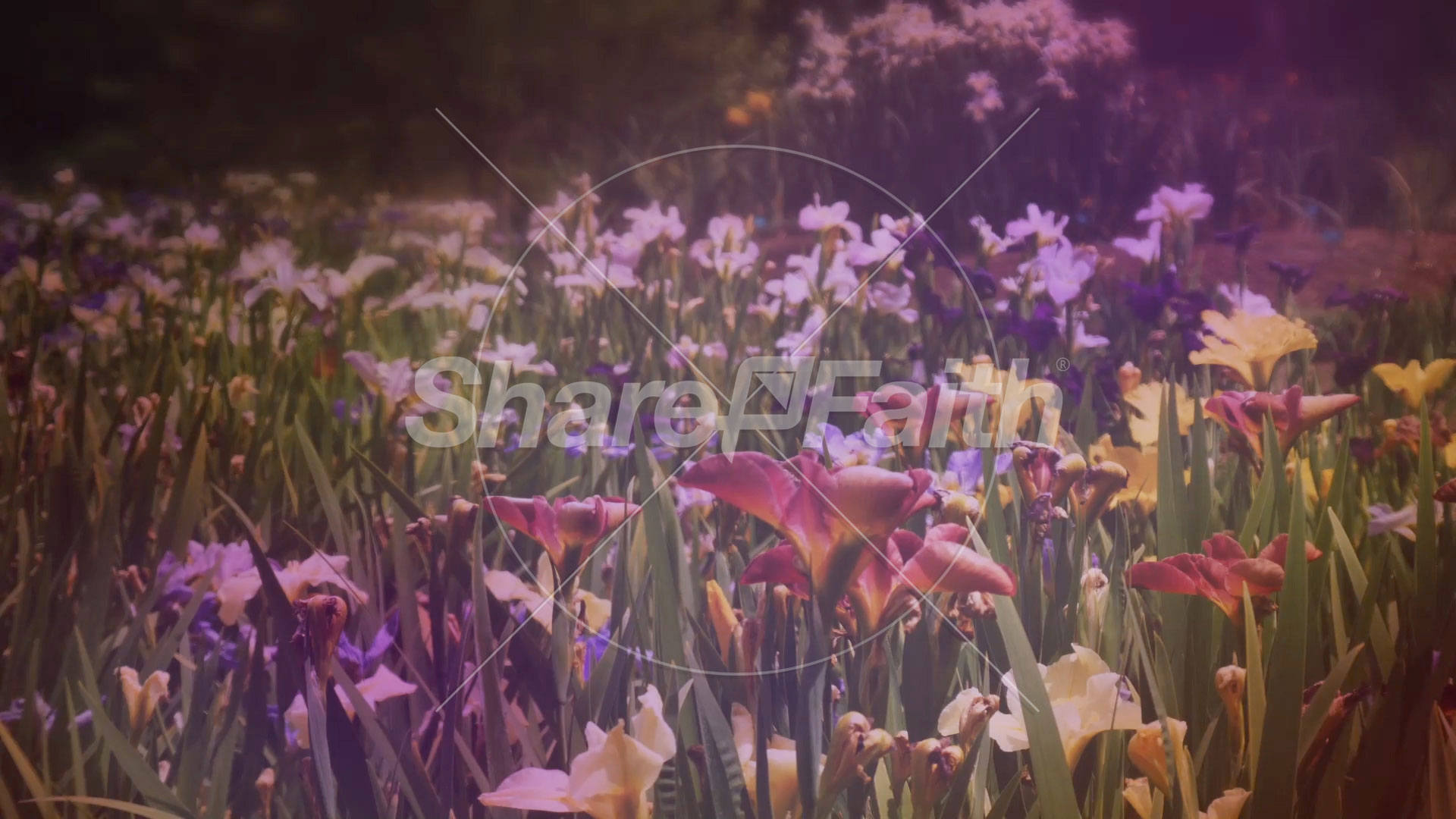 Wildflower Collection: 4