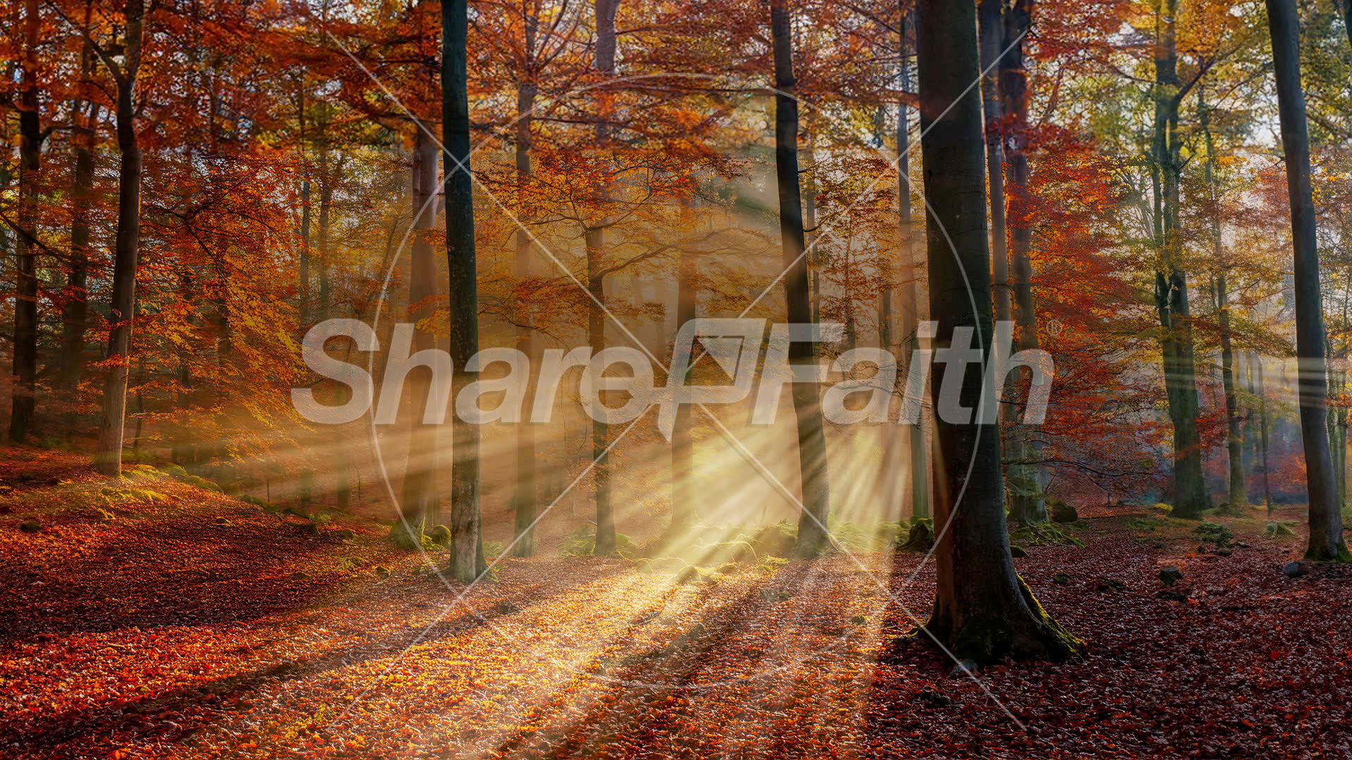 Autumn Light Collection: Autumn Light 16 Still