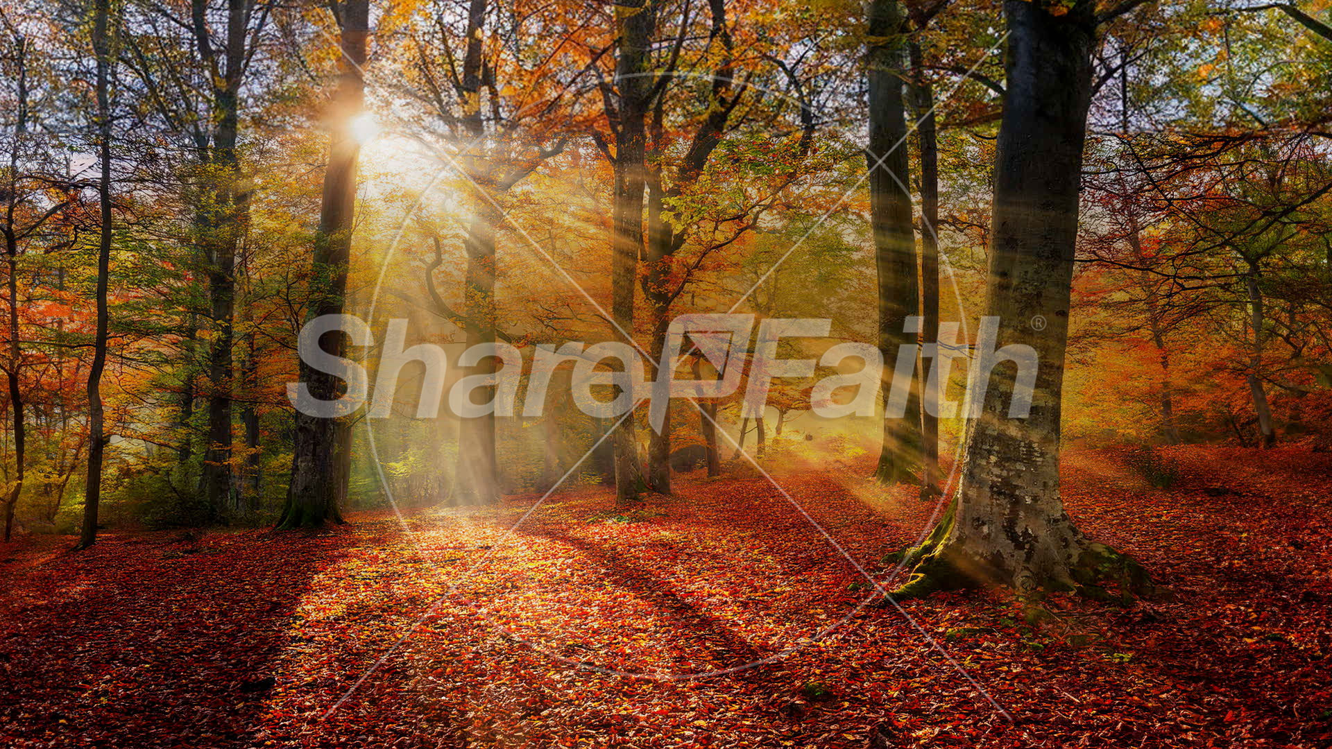 Autumn Light Collection: Autumn Light 11 Still