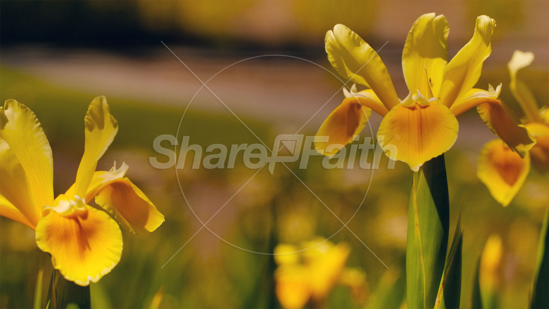 Mother’s Day Garden: 11