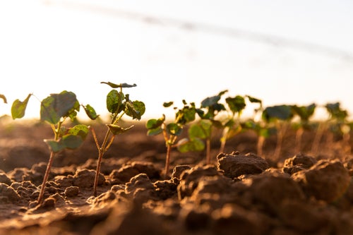 Even cotton emergence from automated downforce from Precision Planting