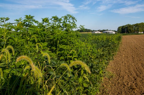 Soybean field combatting a Waterhemp weed escape. 