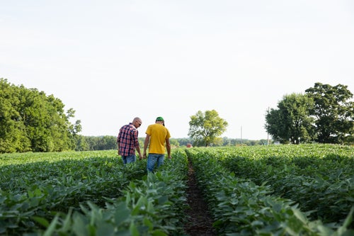 Father and son scouting a soybean field. 